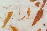Fossil Seed Fern (Glossopteris) Plate - Australia #129618-3